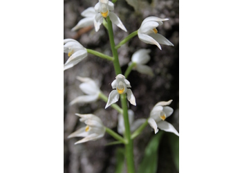 Langblättriges Waldvöglein (Cephalanthera longifolia) - © Philipp Sengl